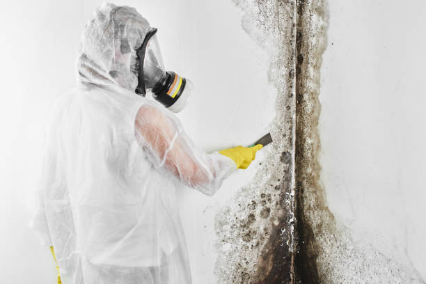 Attic Mold Removal in Centre Hall, PA