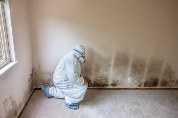 Best Mold Damage Repair  in Centre Hall, PA