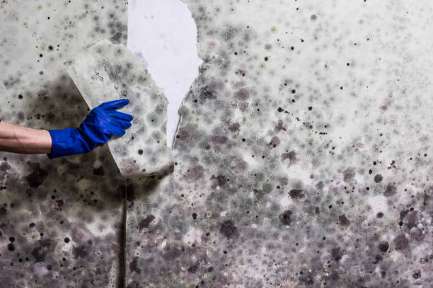 Best Best Mold Removal Companies  in Centre Hall, PA