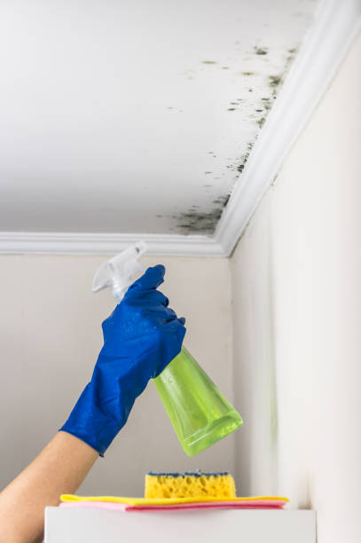 Trusted Centre Hall, PA Mold Removal Experts