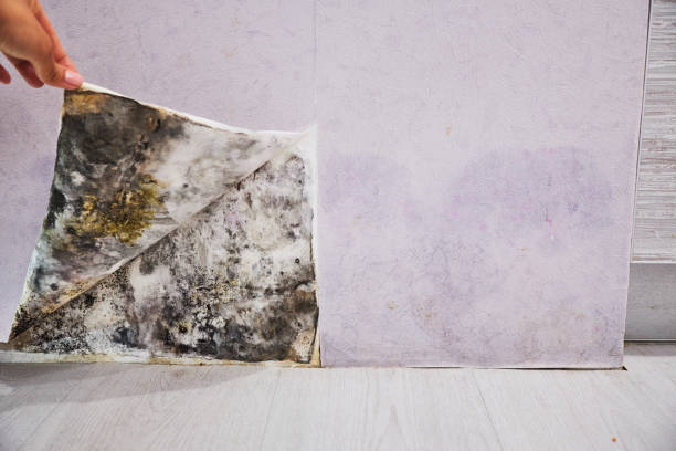 Best Mold Remediation Experts  in Centre Hall, PA